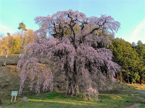 子孫樹|日本三大桜・三春滝桜の子孫、福島県の「滝桜ファミリー」13選。